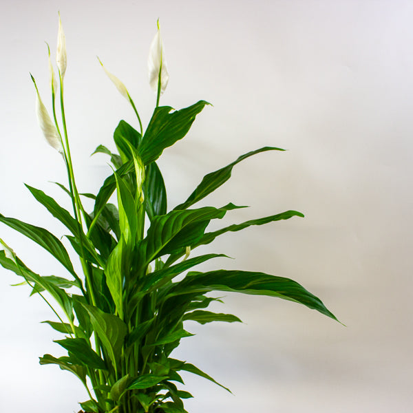 Straus Peace Lily - Spathiphyllum Straus Ø13cm H50cm