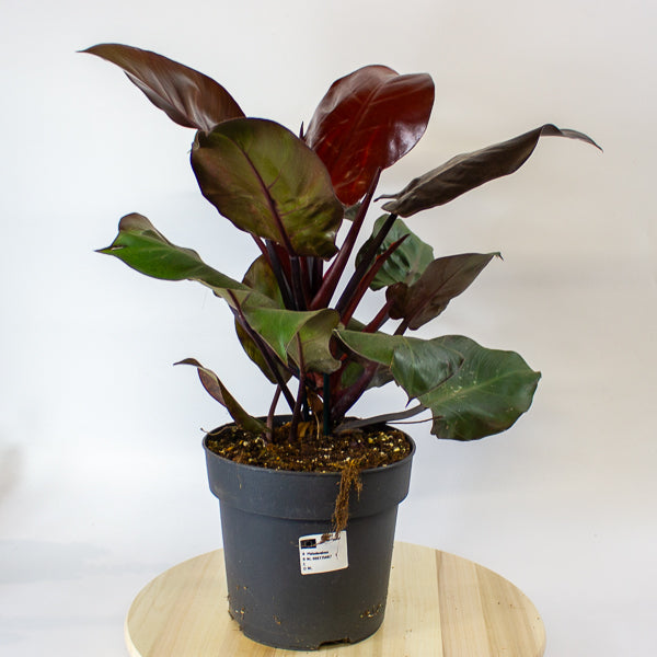 Philodendron Cherry Red 19cm H40cm