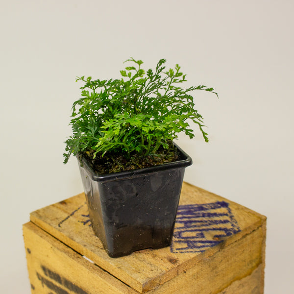 Bolbitis Heteroclita Difformis