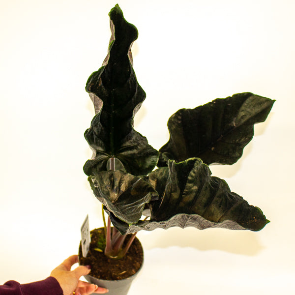 Alocasia chienlii 'Antoro Velvet' 14cm H50cm