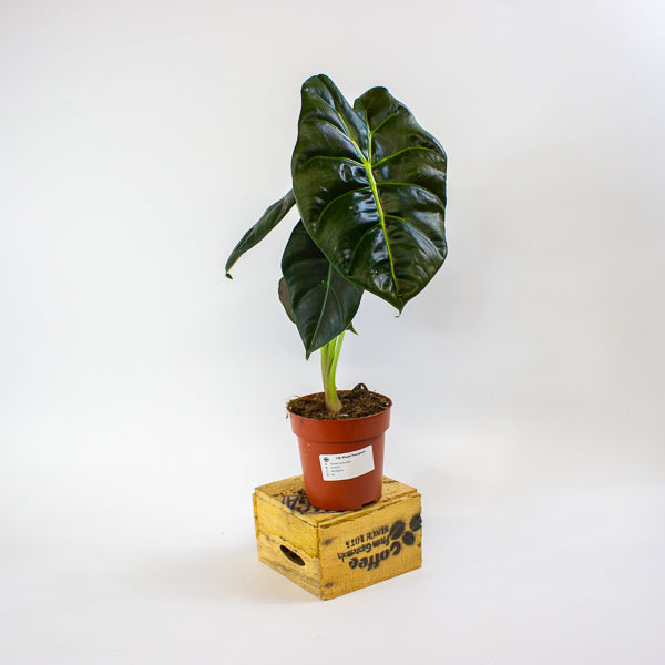 Alocasia Golden Bone 12cm H35cm