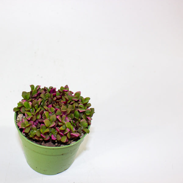 Anacampseros telephiastrum variegata ‘Sunrise’ 6.5cm H8cm