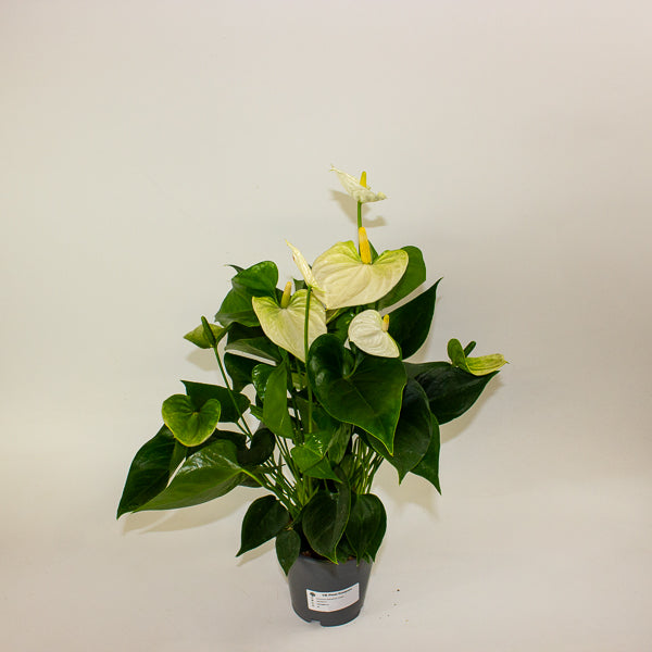 Anthurium andreanum Cocos 12cm H48cm