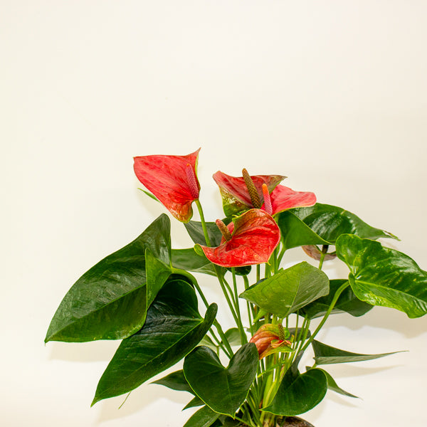 Anthurium andreanum Sweet Dream 12cm H43cm