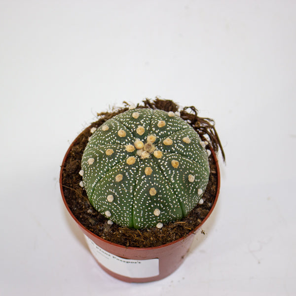 Astrophytum asterias 8.5cm H12cm