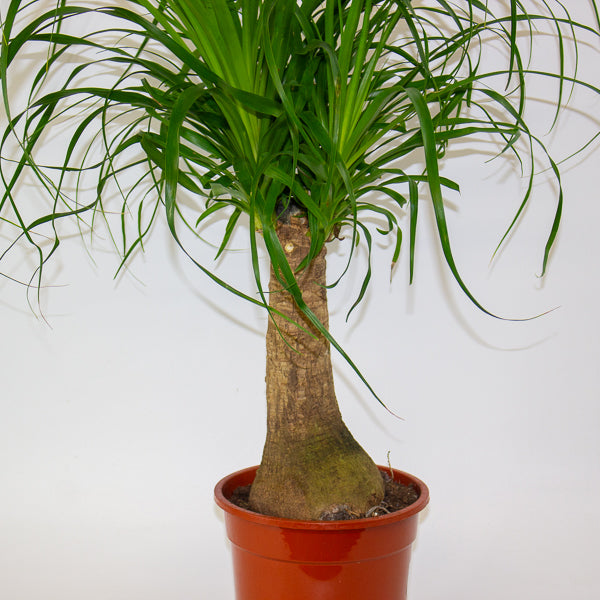 Beaucarnea recurvata 19cm H60cm