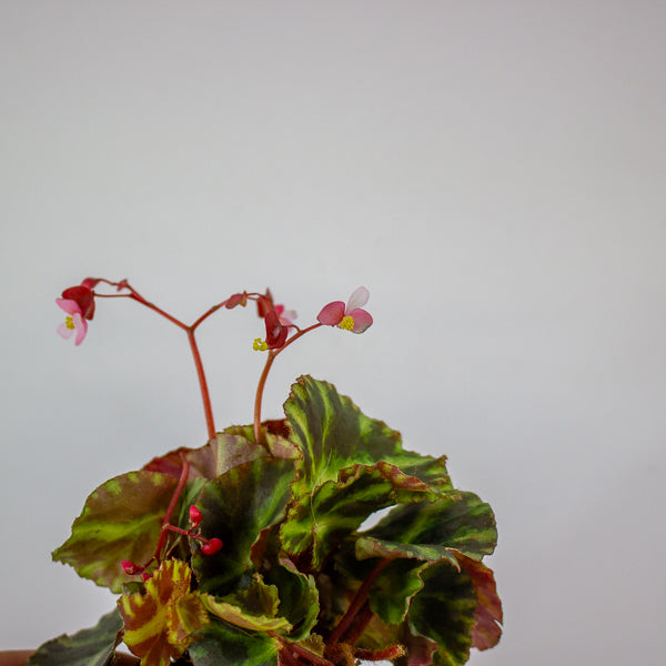 Begonia cleopatrae 6cm H20cm