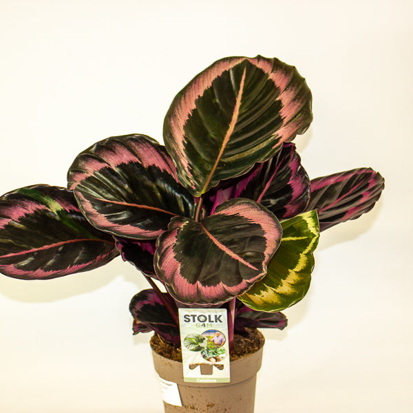 Calathea roseopicta Dottie 14cm H50cm