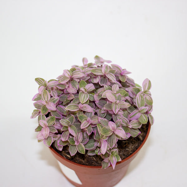 Callisia Repens 'Kribo' 8.5cm H15cm