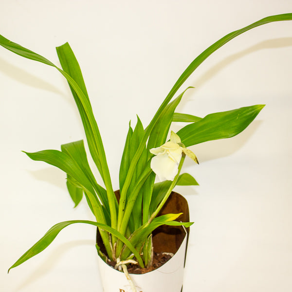 Cochleanthus orchid 9cm H25cm