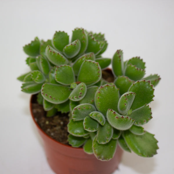 Cotyledon tomentosa ladysmithiensis 10.5cm H15cm