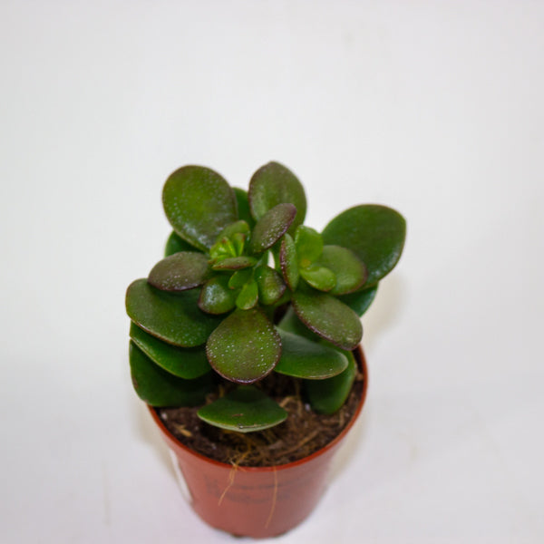 Crassula Minor 5.5cm H10cm