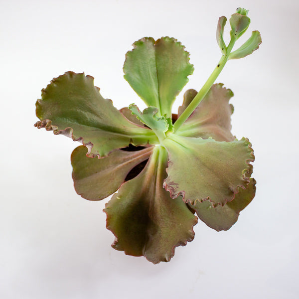 Echeveria crenulata 14cm H28cm