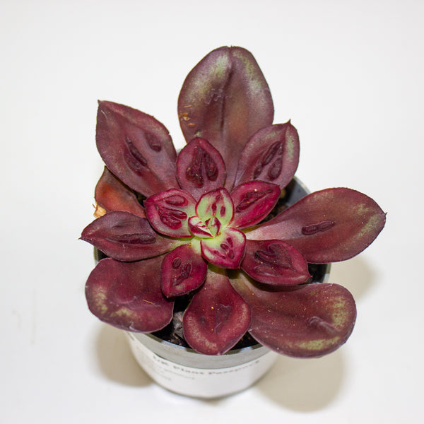 Echeveria gibbiflora 6.5cm H8cm