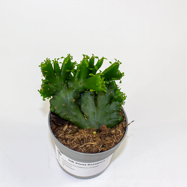 Euphorbia leucodendorn 'Cristata' 6.5cm H8cm