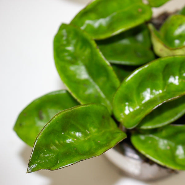 Hoya carnosa 'Krinkle 8' 9cm H27cm