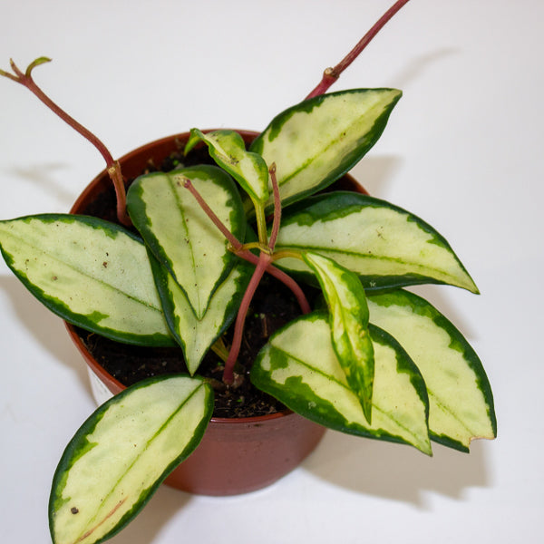 Hoya carnosa 'Tricolor Narrow Leaf' 9cm H15cm