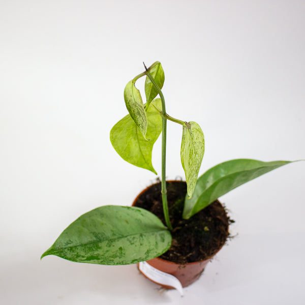 Hoya Coriacea Silver 10.5cm H15cm