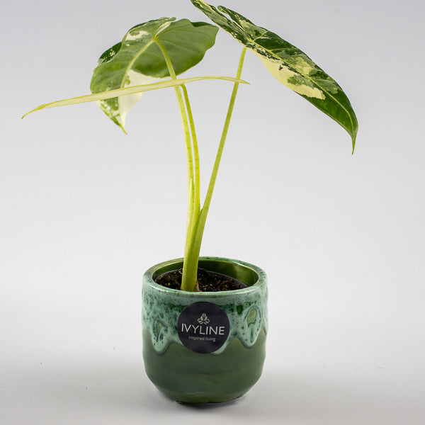 Emerald Reactive Glaze Planter with Foot H7Cm D7Cm