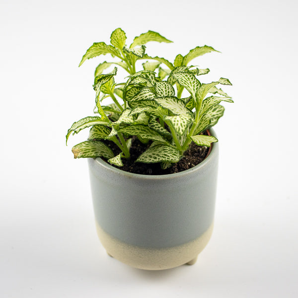 Jolie Sky Blue Matte Reactive 3 Leg Cacti Planter H8.5cm D8cm