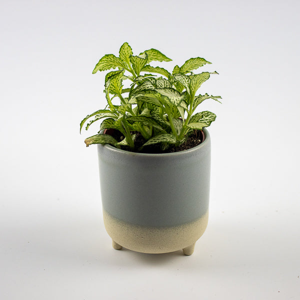 Jolie Sky Blue Matte Reactive 3 Leg Cacti Planter H8.5cm D8cm