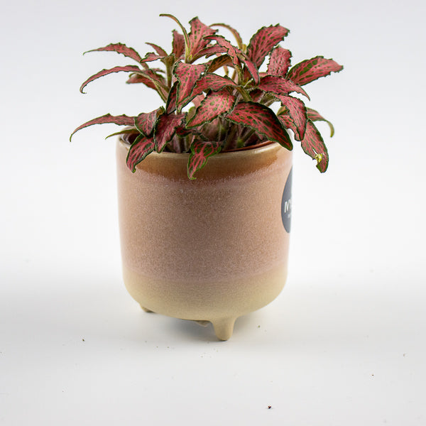 Jolie Rose Matte Reactive 3 Leg Cacti Planter H8.5cm D8cm