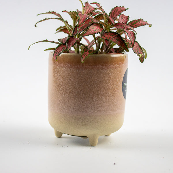 Jolie Rose Matte Reactive 3 Leg Cacti Planter H8.5cm D8cm