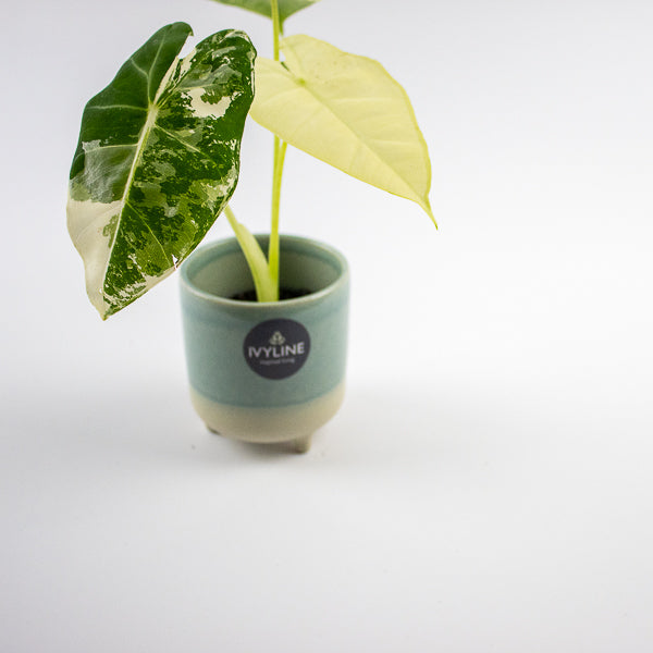Jolie Aqua Matte Reactive 3 Leg Cacti Planter H8.5cm D8cm