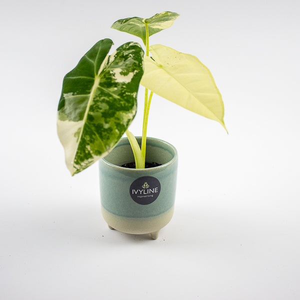 Jolie Aqua Matte Reactive 3 Leg Cacti Planter H8.5cm D8cm