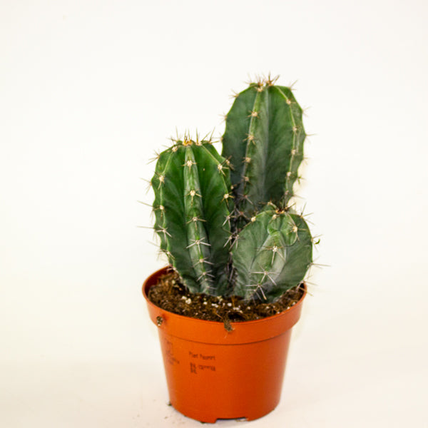 Lemaireocereus Pruinosus 10.5cm H15cm