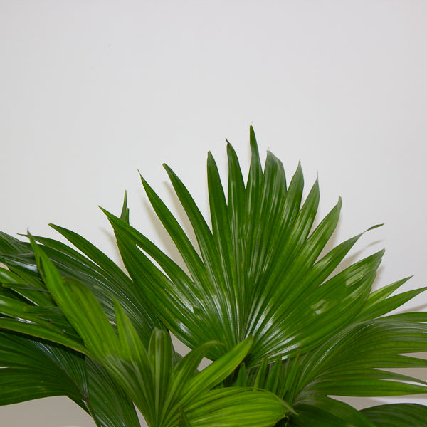 Livistona rotundifolia 19cm H50cm