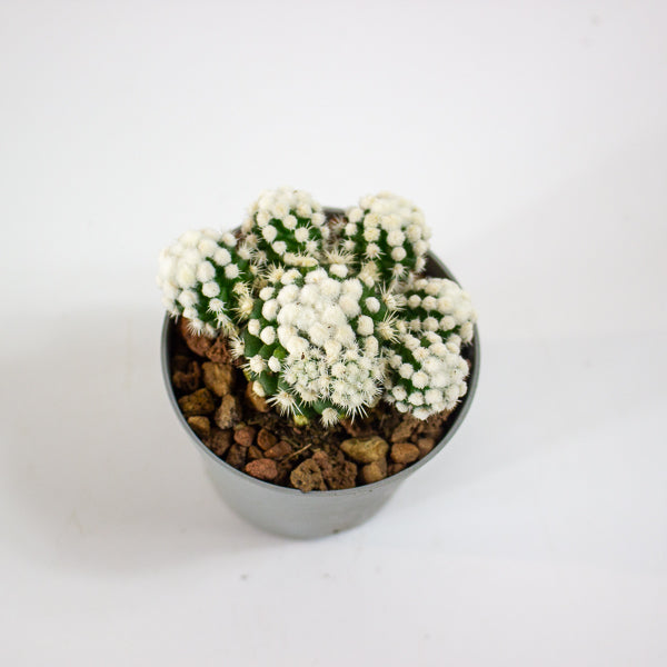 Mammillaria gracillis albata Arizona snowcap 6.5cm H8cm