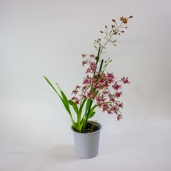 Oncidium Rosy Sunset 12cm H55cm