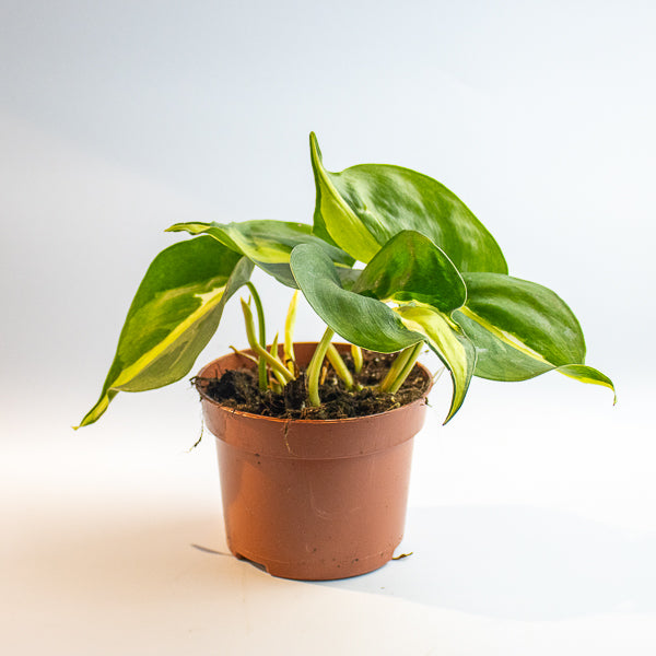 Philodendron 'Cream Splash'