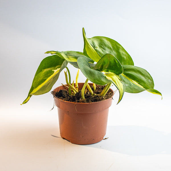 Philodendron 'Cream Splash'