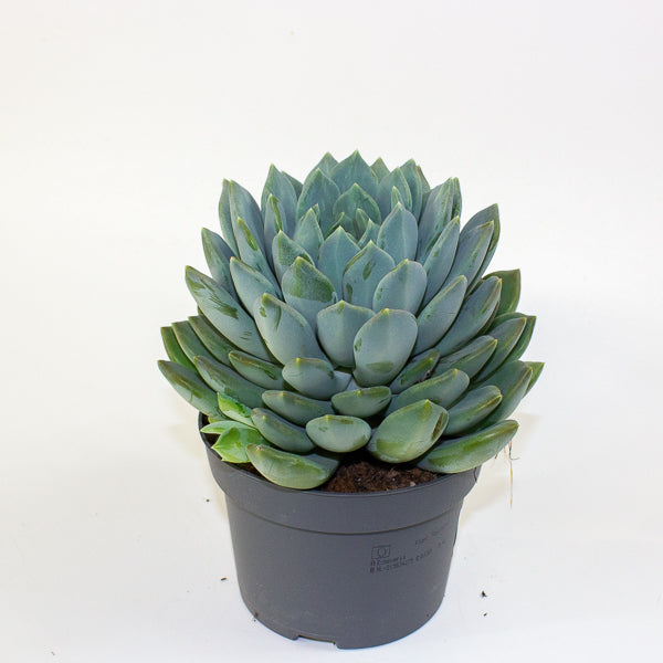 Pachyphytum 'Corvus' 13cm H20cm