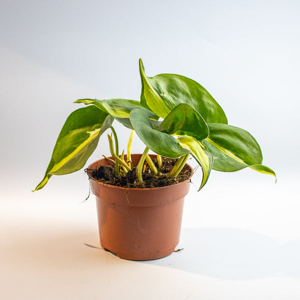 Philodendron 'Cream Splash'