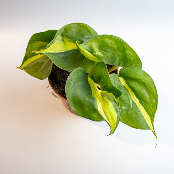 Philodendron 'Cream Splash'