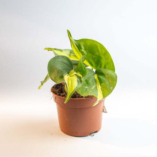 Philodendron 'Cream Splash'