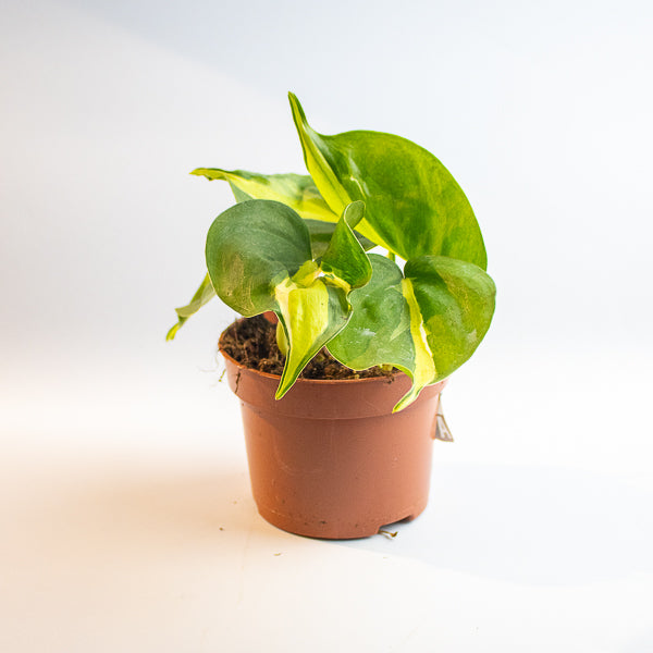 Philodendron 'Cream Splash'