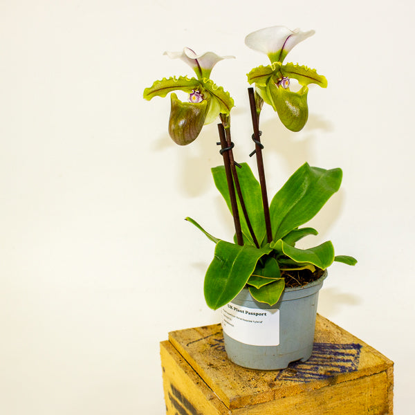 Paphiopedilum 'Milano' 9cm H20cm