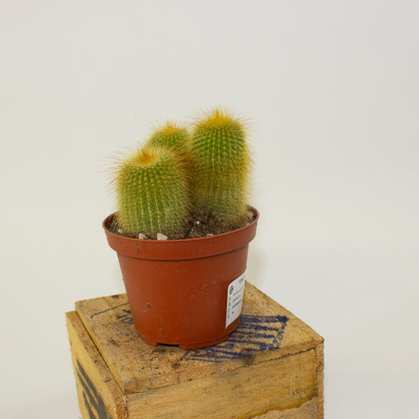 Parodia leninghausii 10.5cm H12cm