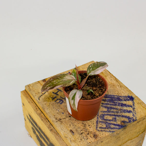 Philodendron Pink Princess 6cm H15cm