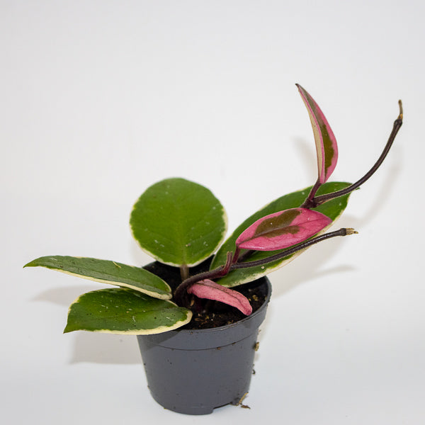 Hoya carnosa Floraganza Flamingo Dream Ø9cm Pot H20cm