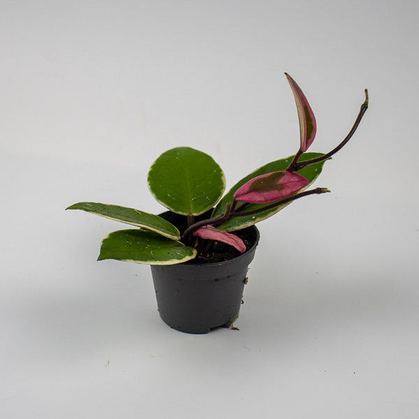 Hoya carnosa Floraganza Flamingo Dream Ø9cm Pot H20cm