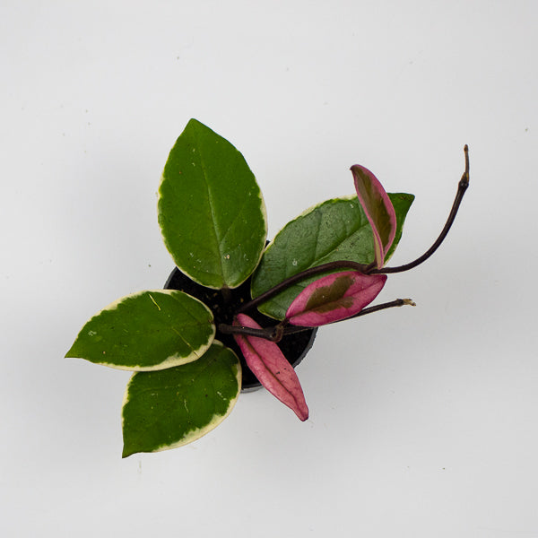 Hoya carnosa Floraganza Flamingo Dream Ø9cm Pot H20cm