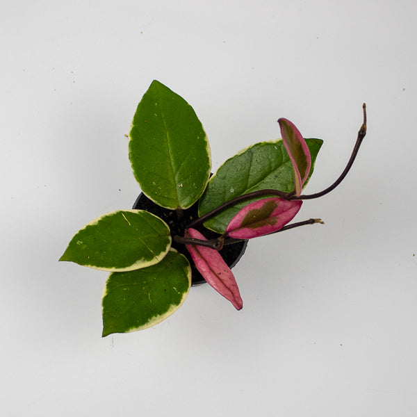 Hoya carnosa Floraganza Flamingo Dream Ø9cm Pot H20cm