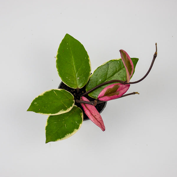 Hoya carnosa Floraganza Flamingo Dream Ø9cm Pot H20cm