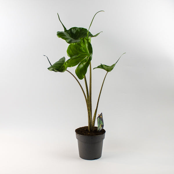 Alocasia macrorrhiza Stingray Ø14cm H45cm