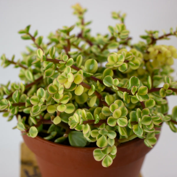 Portulacaria afra variegata 14cm H20cm